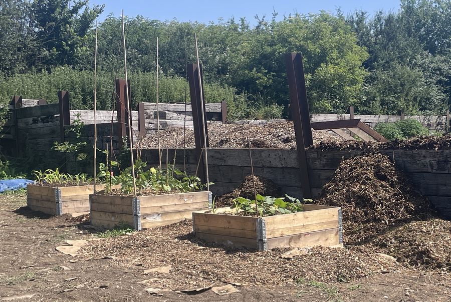 Three planted raised beds with canes and young crops