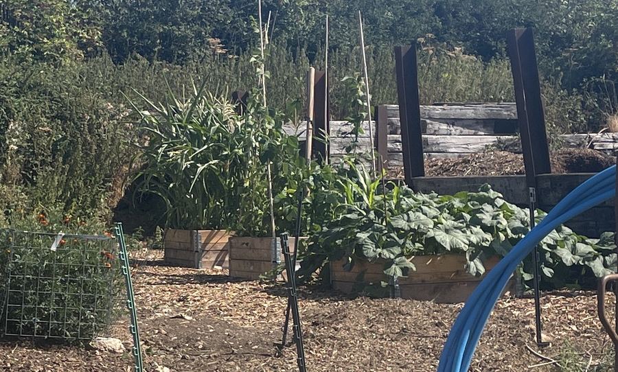 Raised beds full of tall sweetcorn, beans and squash plants