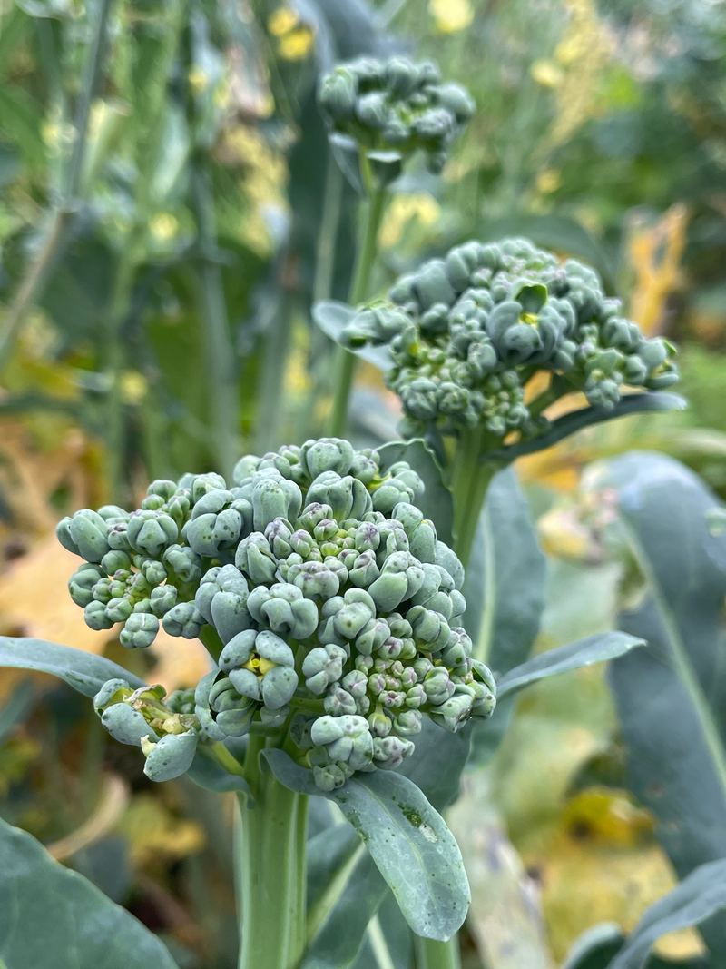 Two heads of purple sprouting broccoli growing in the garden
