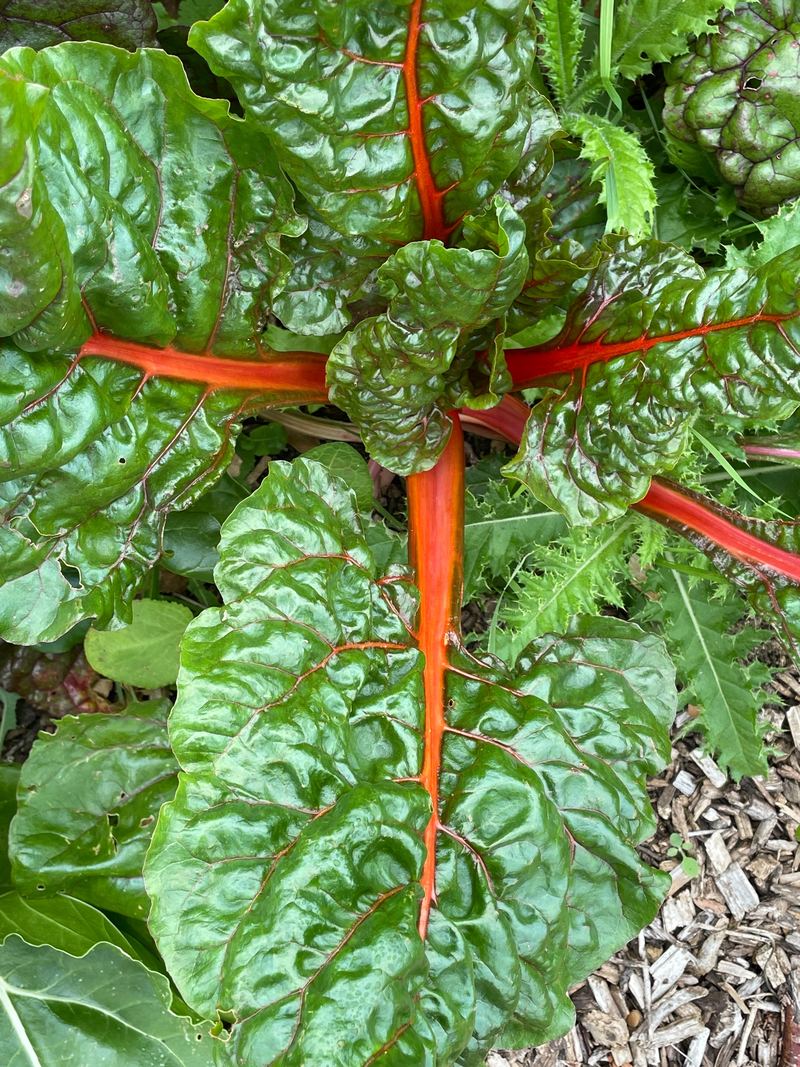 Glossy green chard leaves with bright orange stems