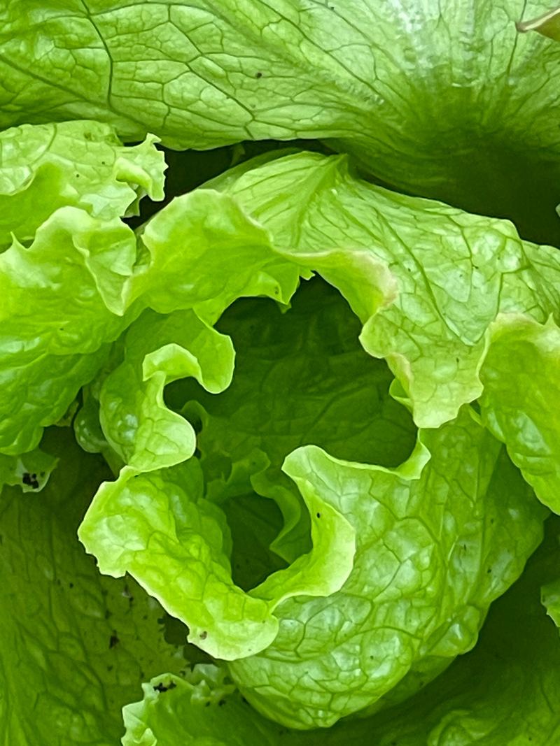 A close-up of a lettuce heart curling into a spiral