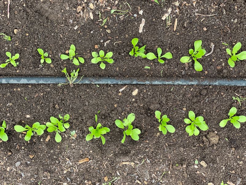 Rows of young lettuce seedlings in dark soil beside a drip hose