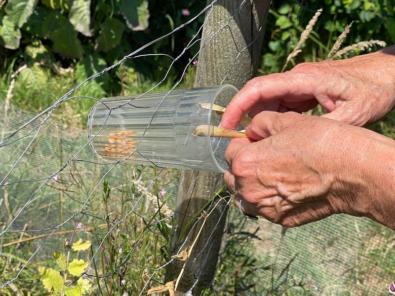 Hands opening dried pea pods over a glass to collect seeds