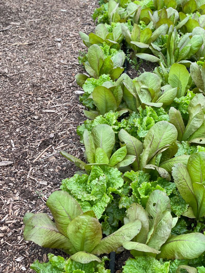 Rows of red and green lettuces beside a woodchip path