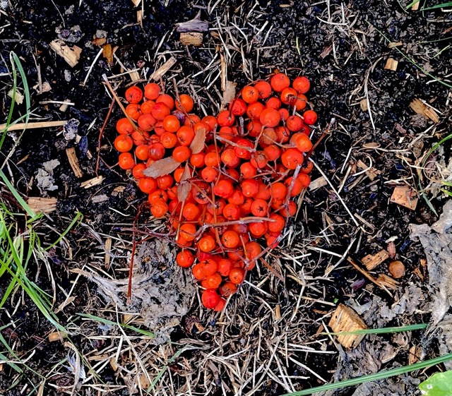 Art work made from soil and petals in the shape of a heart